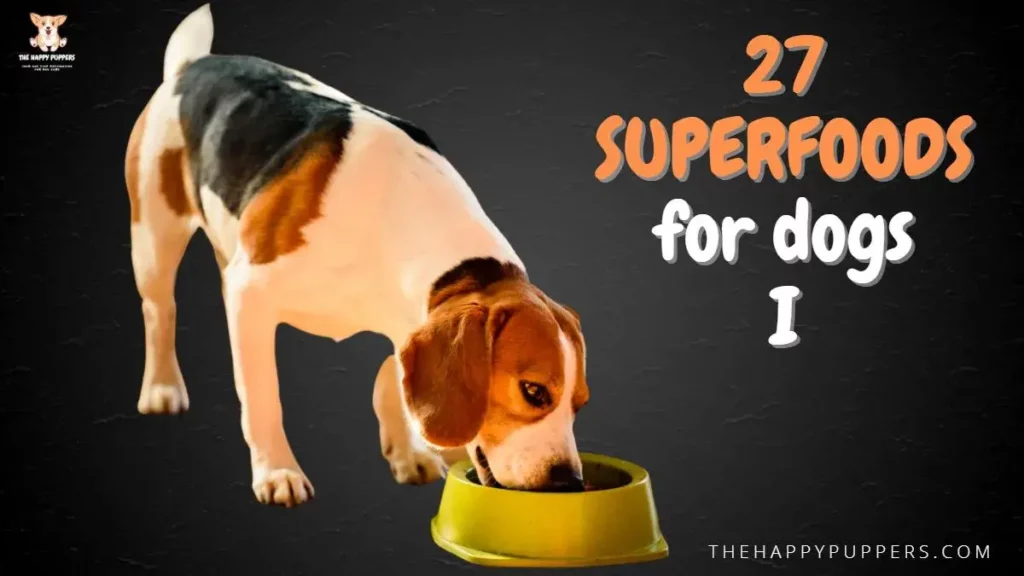 27 superfoods for dogs I