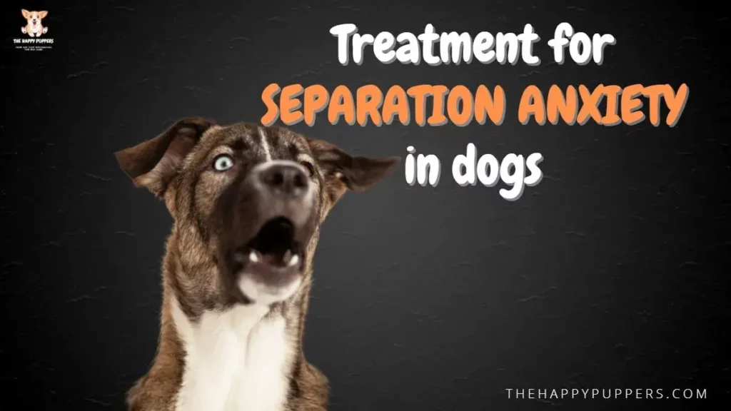 Treatment for separation anxiety in dogs
