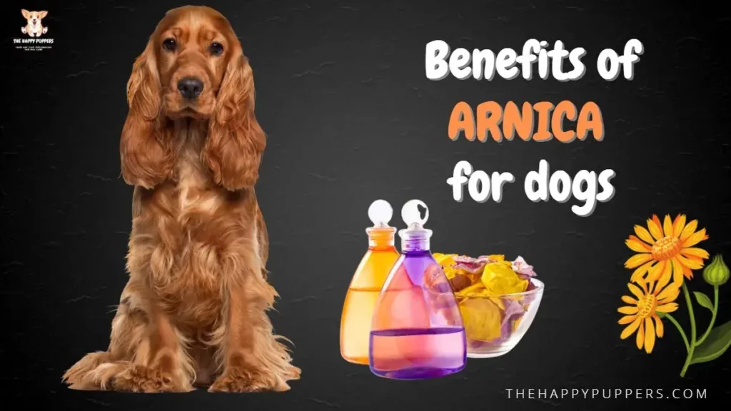 benefits of arnica in dogs