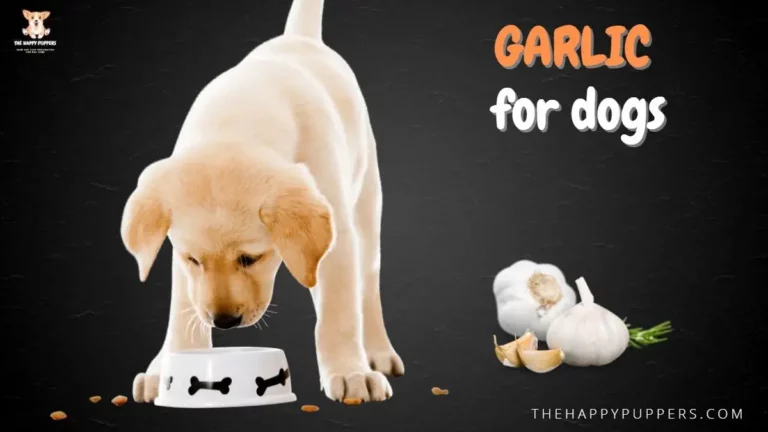 Garlic for dogs