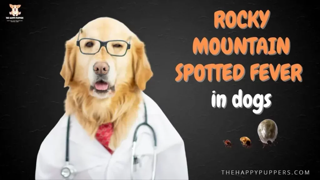 Rocky mountain spotted fever in dogs
