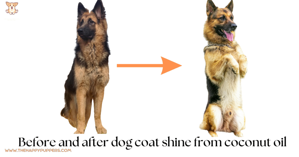 Fur shine from use of coconut oil