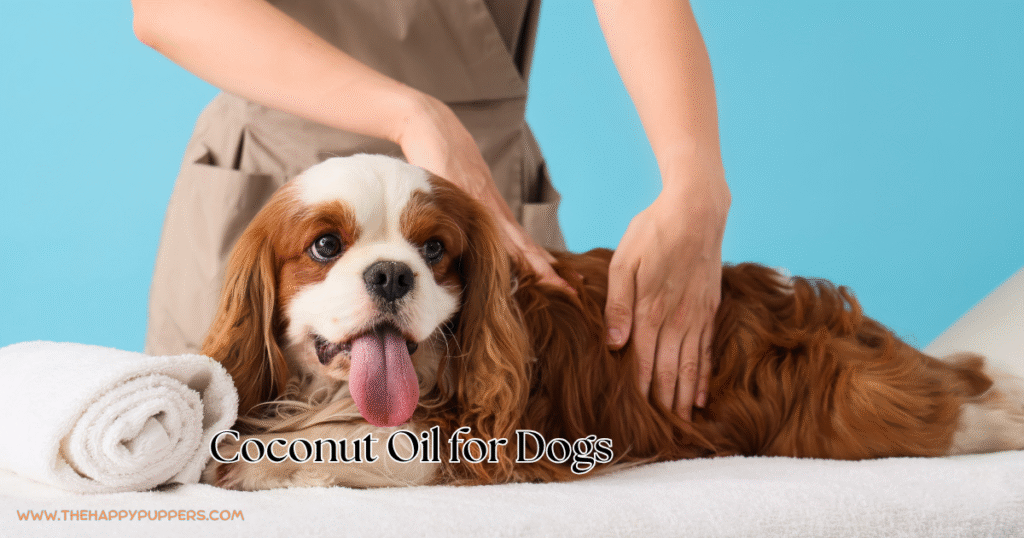 Coconut Oil for Dogs