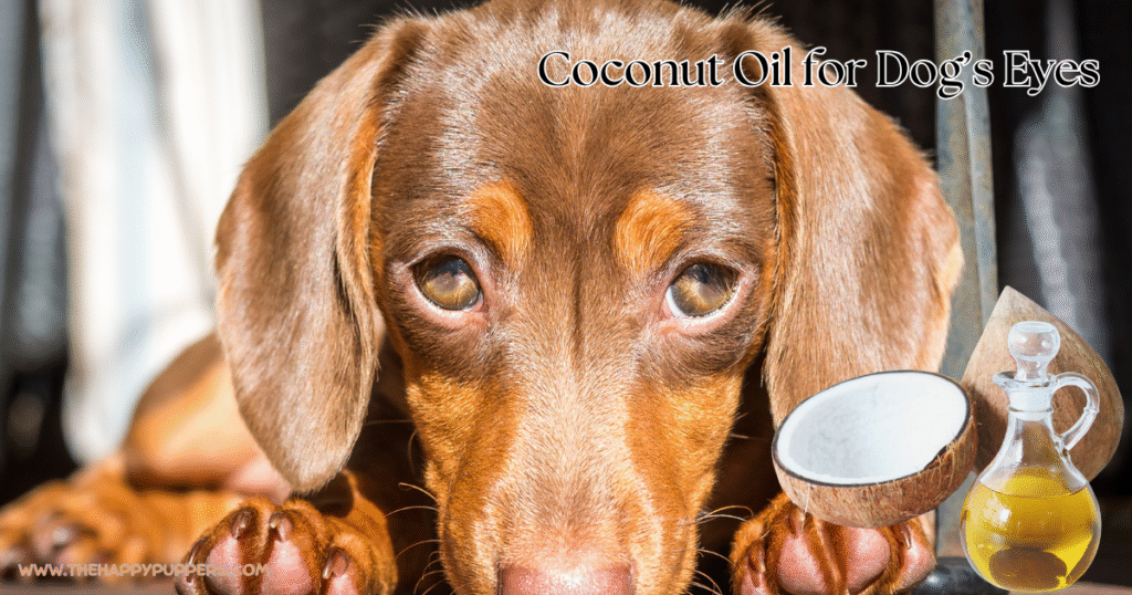 Coconut Oil for Dog’s Eyes