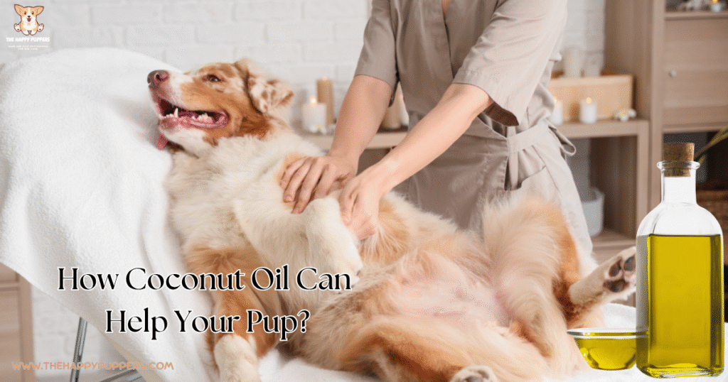 How Coconut Oil Can Help Your Pup