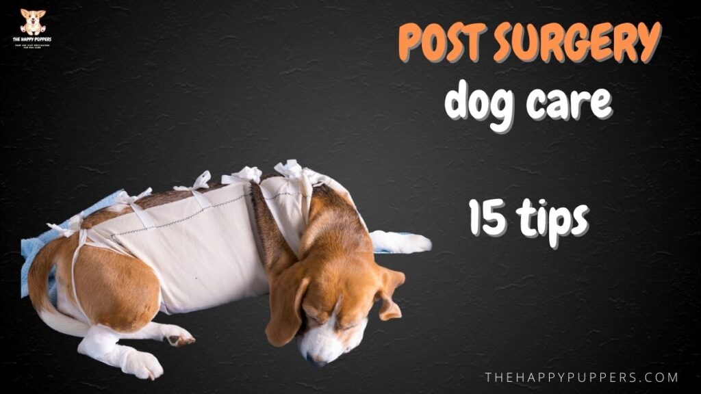 Post surgery dog care