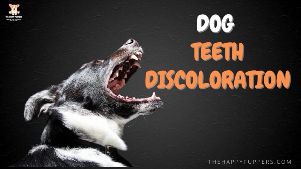 Dog teeth discoloration