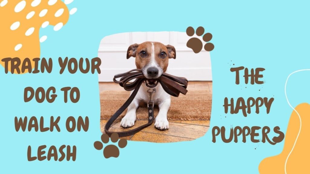 Train your dog to walk on leash