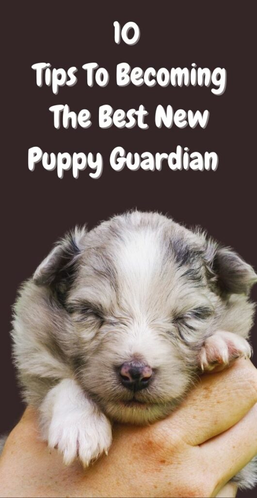 10 tips to becoming the best puppy guardian