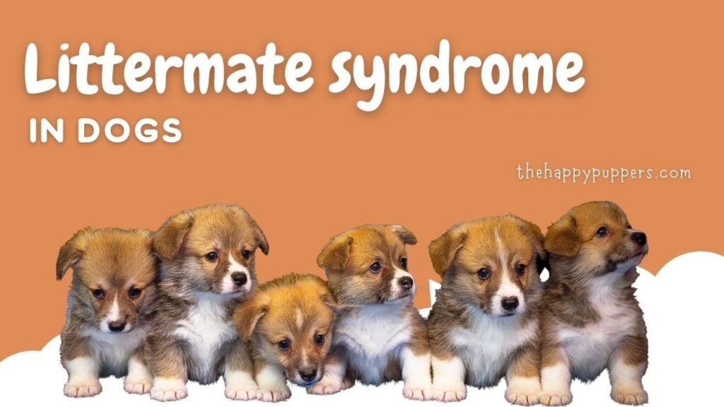 Littermate syndrome in dogs
