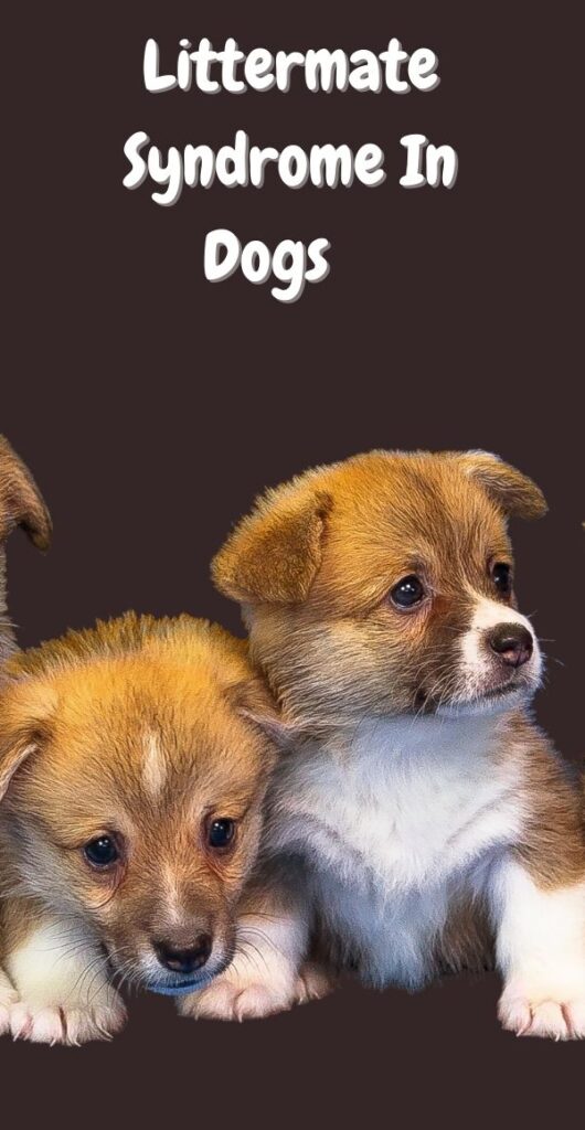 Littermate syndrome in dogs
