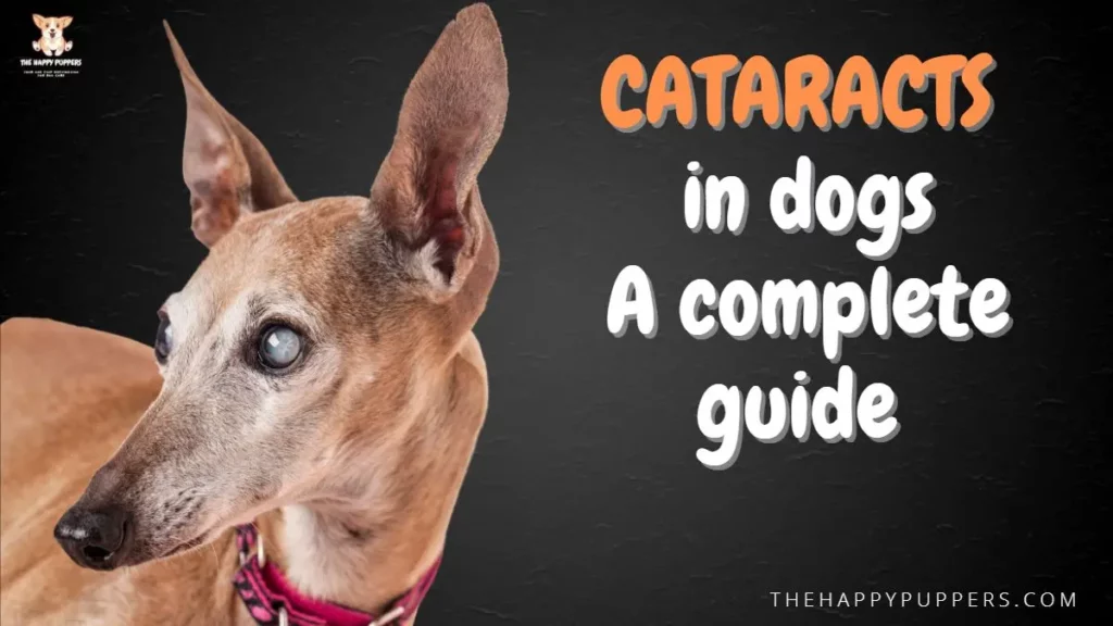 dog-cataracts: a complete guide