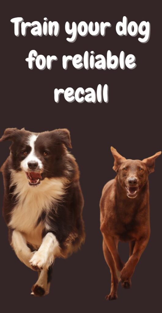 Train your dog for reliable recall