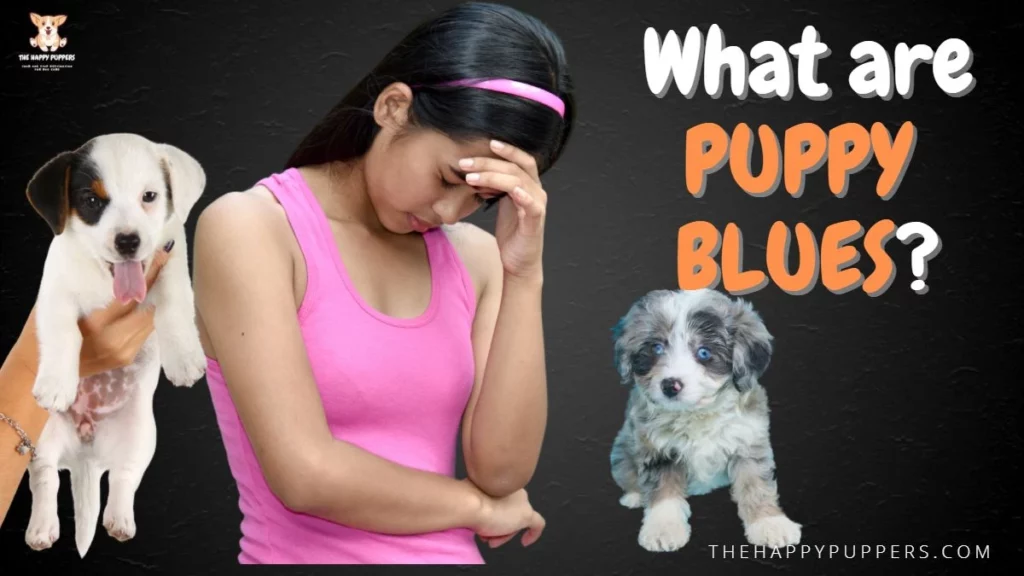 What are puppy blues?