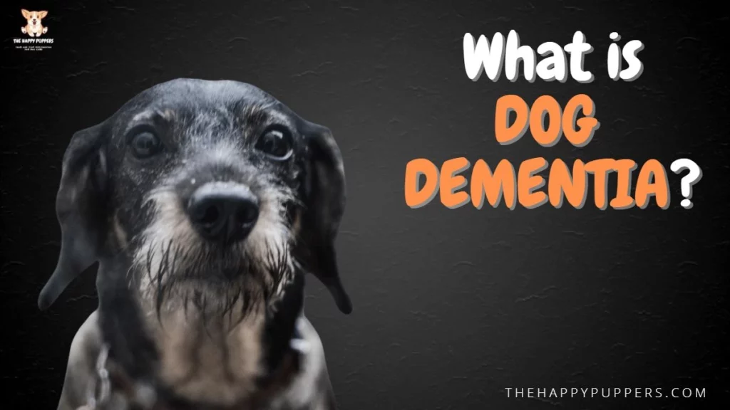 What is dog dementia?