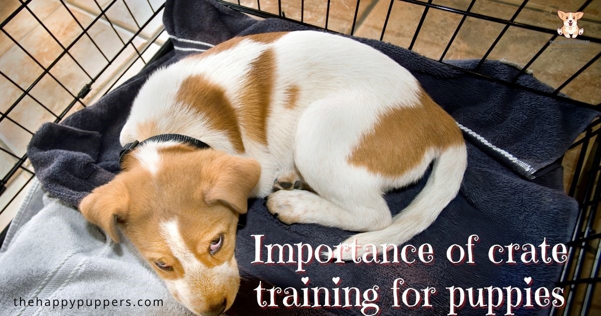 Why is puppy crate training important? - The Happy Puppers