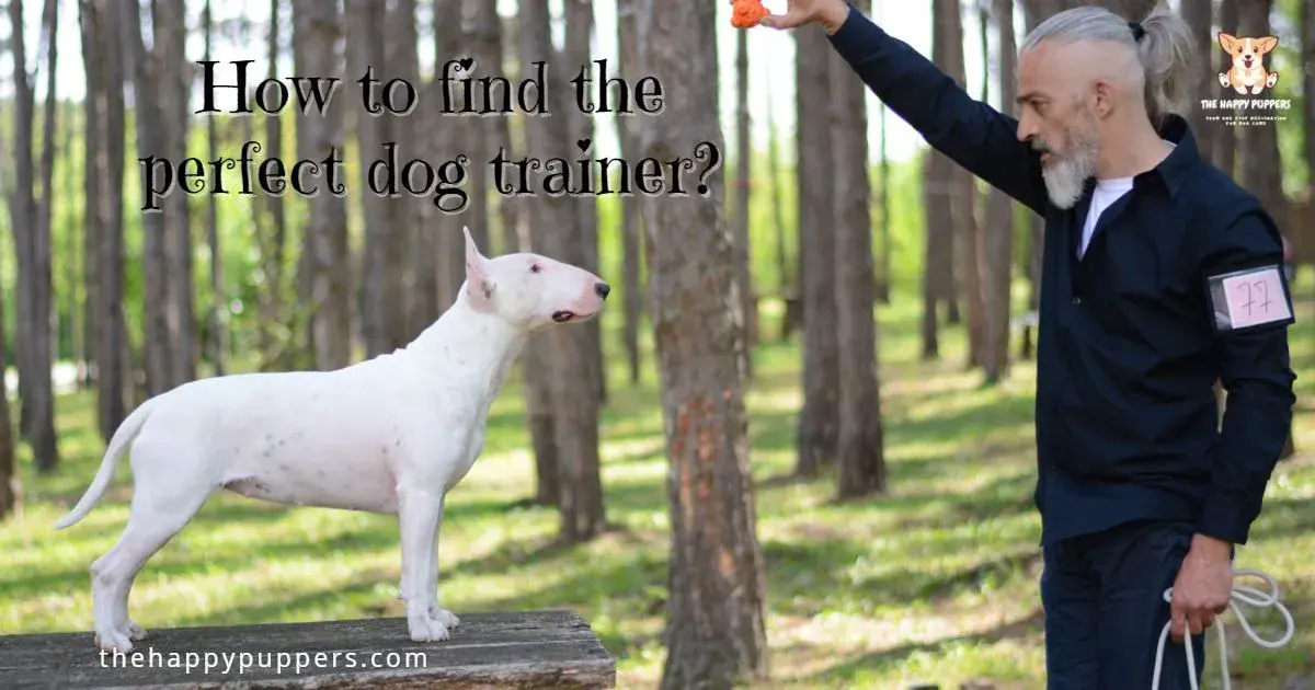 How to Find the Best Dog Trainer 