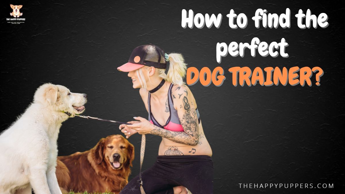 How to Find the Best Dog Trainer? The Happy Puppers