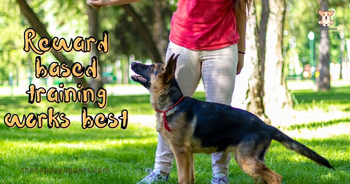 Excellent Tips for Training German Shepherds The Happy Puppers