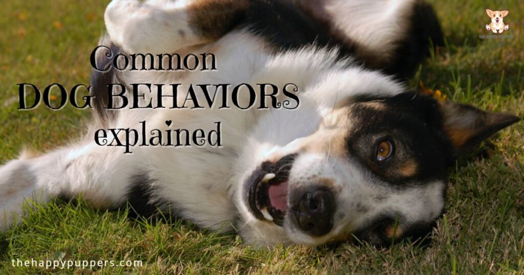what dog behaviors mean