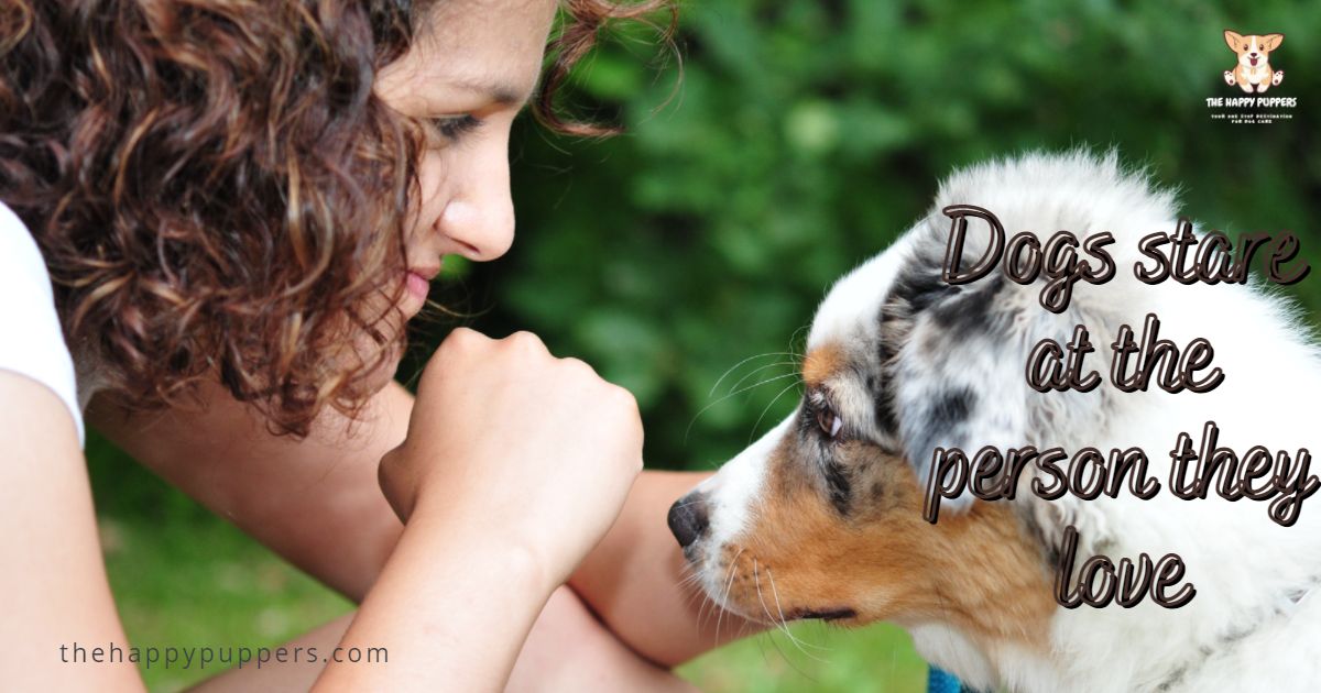 35 Common dog behaviors explained The Happy Puppers