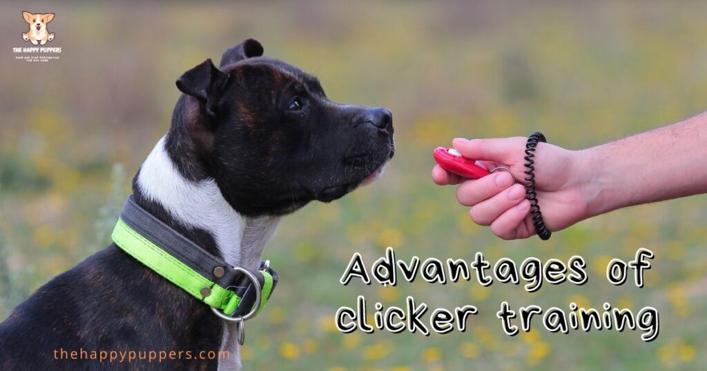 Advantages of clicker training