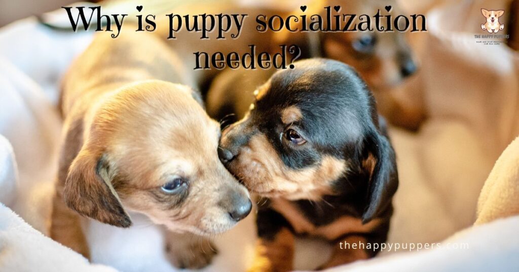 Puppy socialization