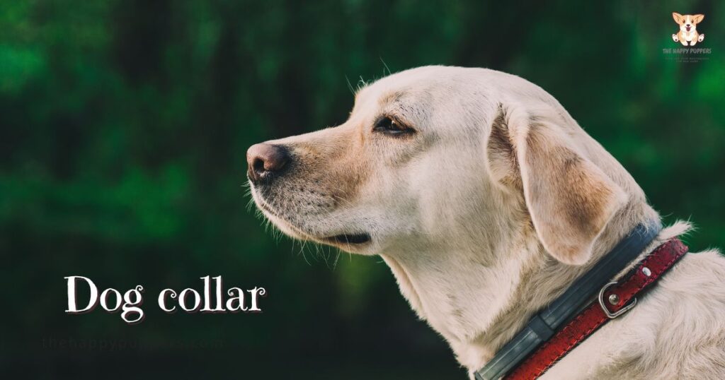 dog collar