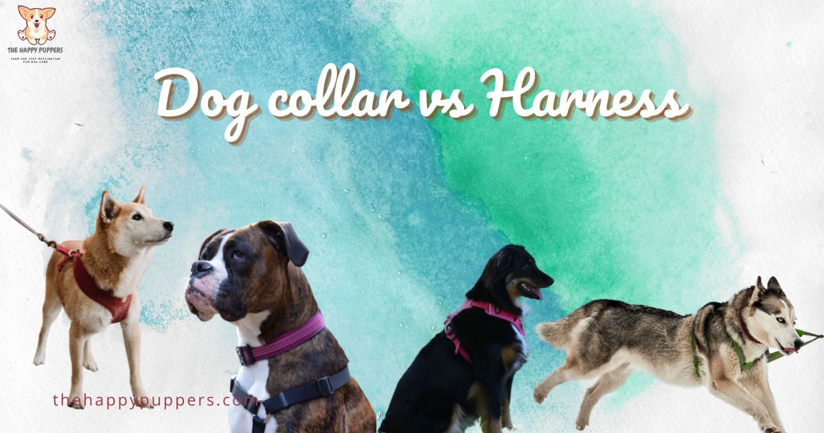 Collar vs Dog harness which is better? The Happy Puppers