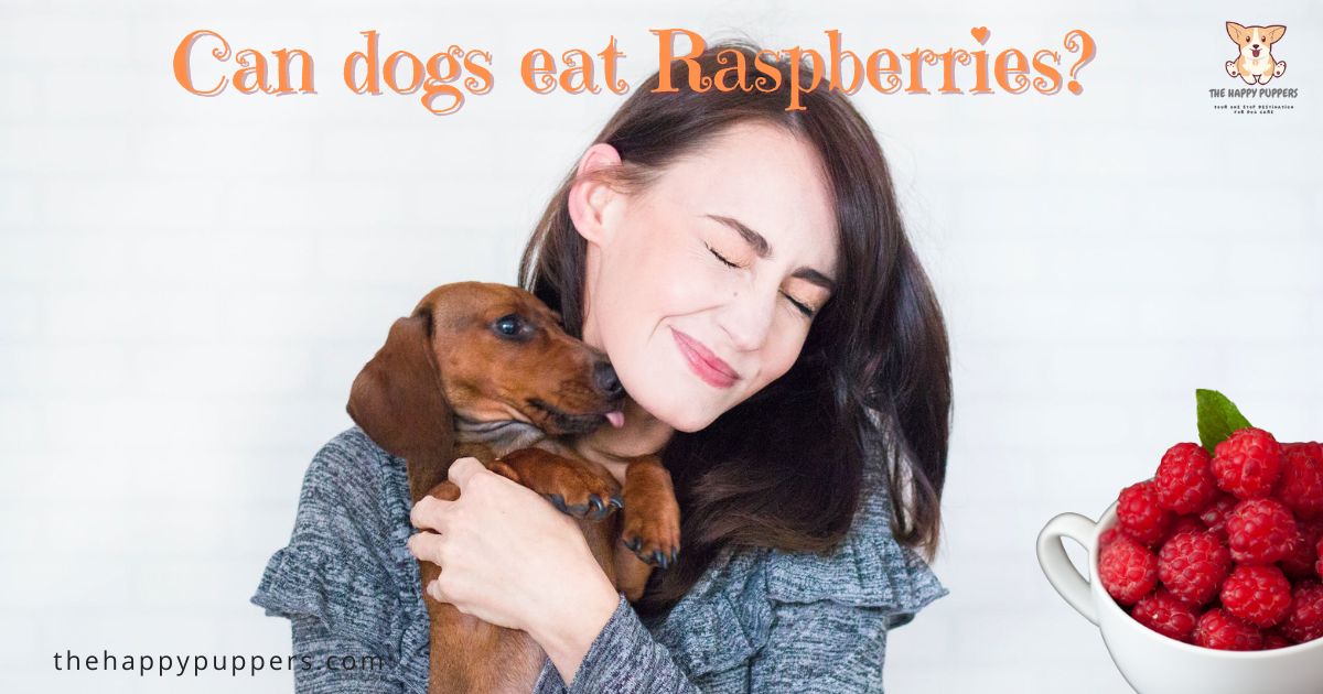 Can Dogs Eat Raspberries? The Happy Puppers