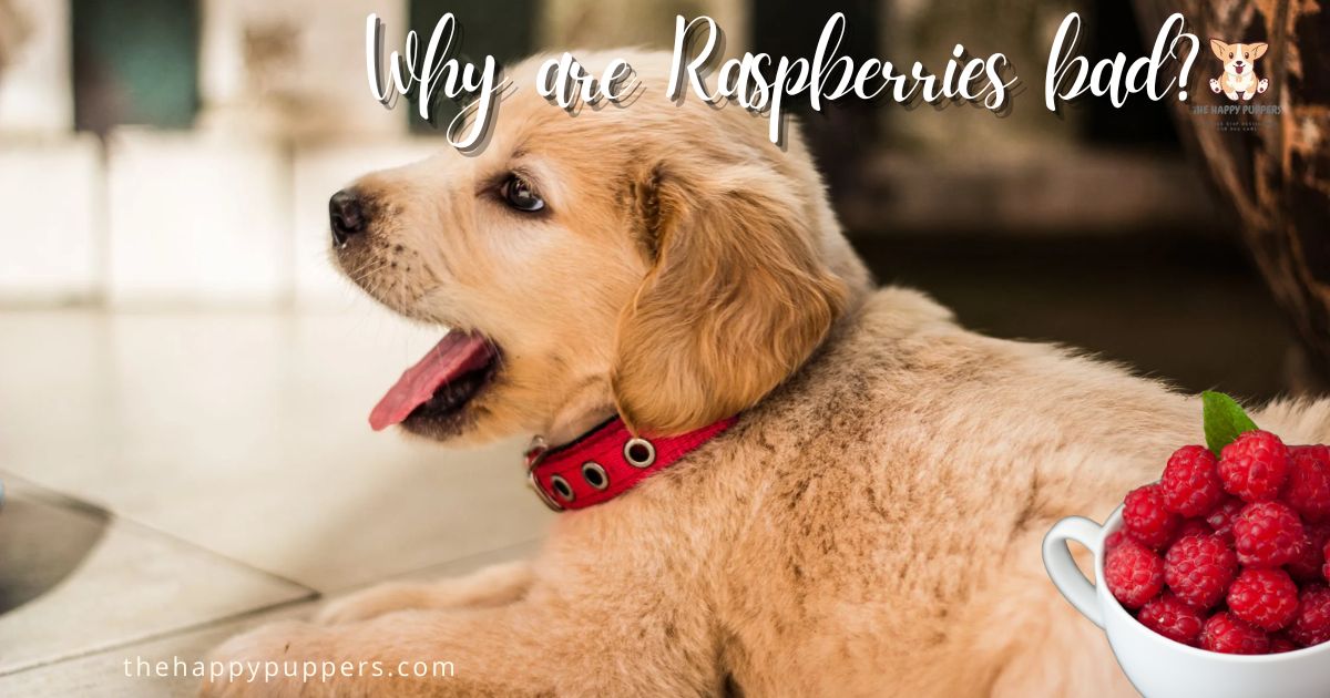 Can Dogs Eat Raspberries? The Happy Puppers