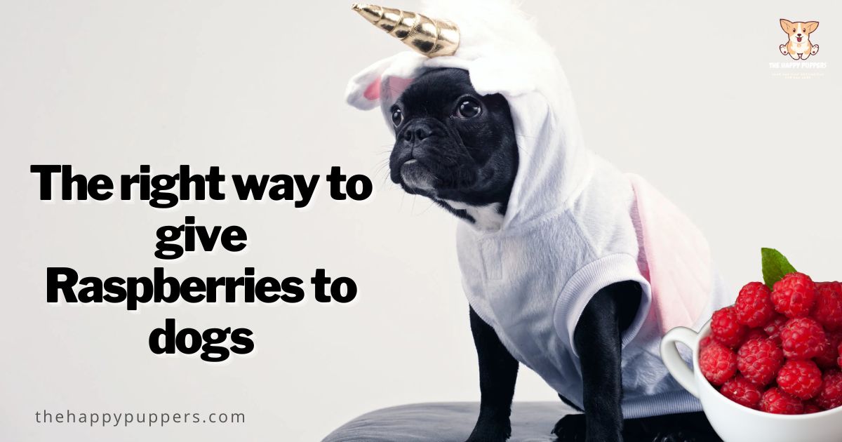 Can Dogs Eat Raspberries? The Happy Puppers