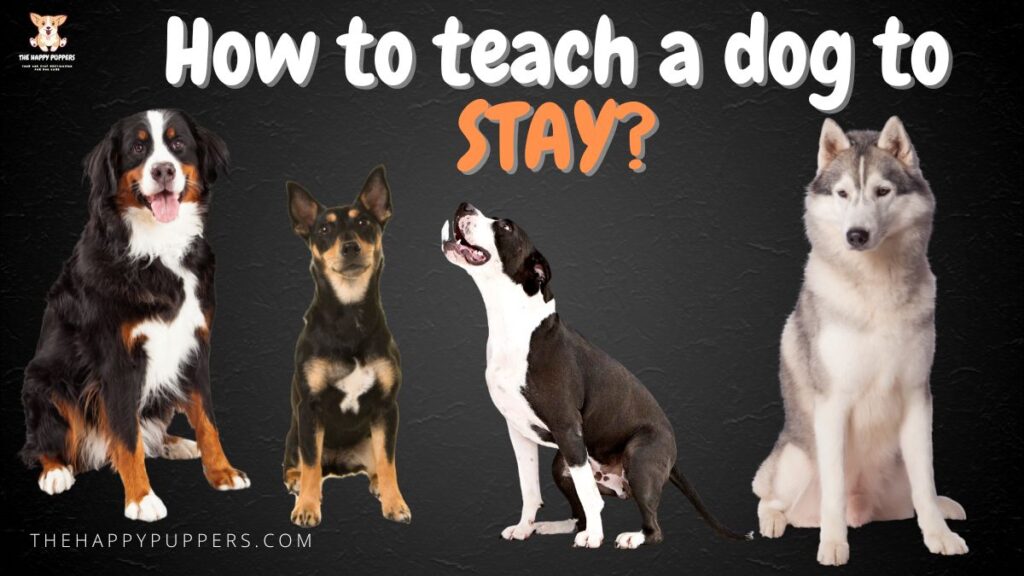 How to teach a dog to stay