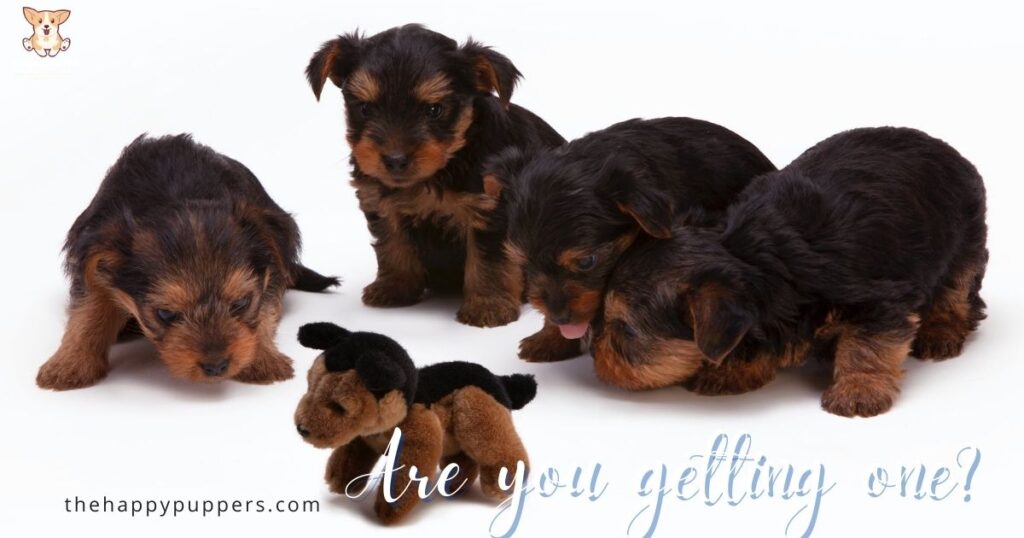 getting a terrier