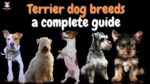 Terrier dog breed: a complete guide - The Happy Puppers