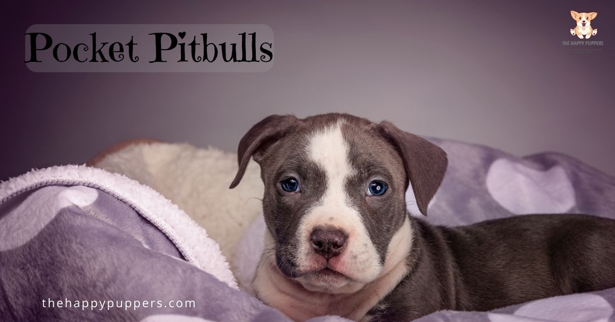 Pocket Pitbull understanding the breed The Happy Puppers