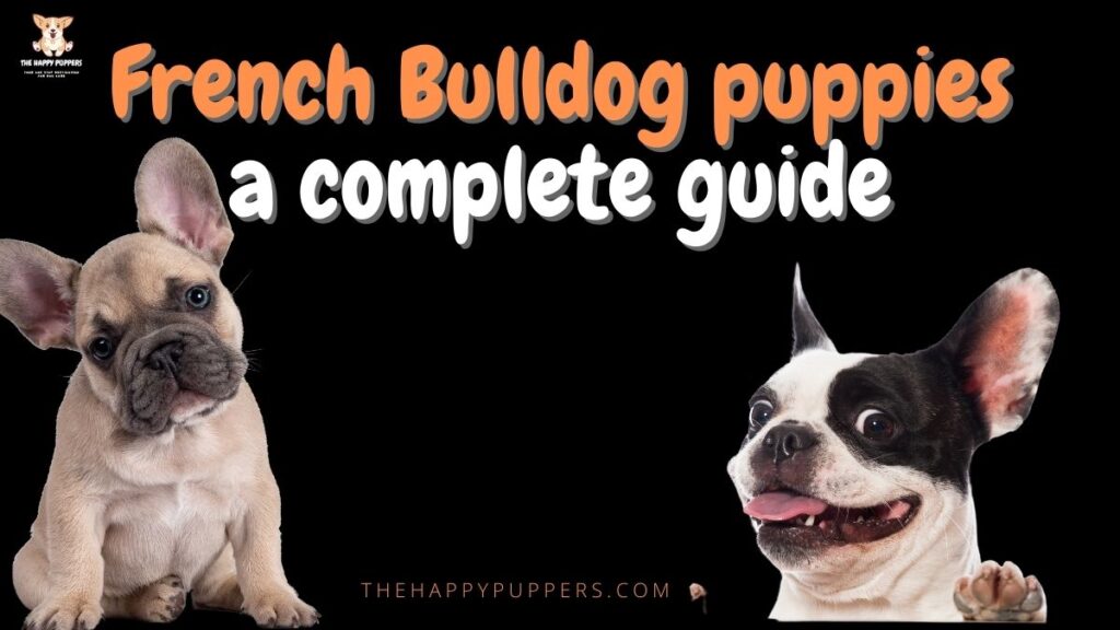 French Bulldog puppies - a complete guide - The Happy Puppers