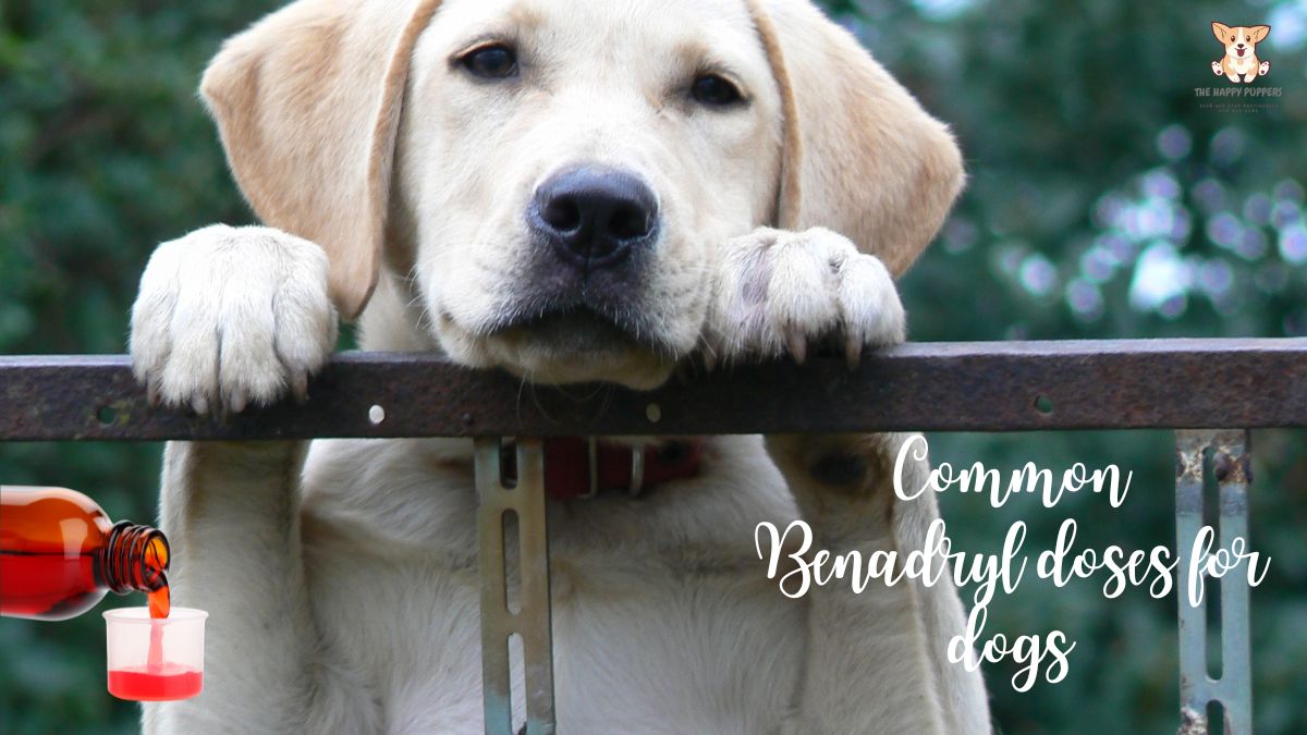 Benadryl doses for dogs a complete guide The Happy Puppers