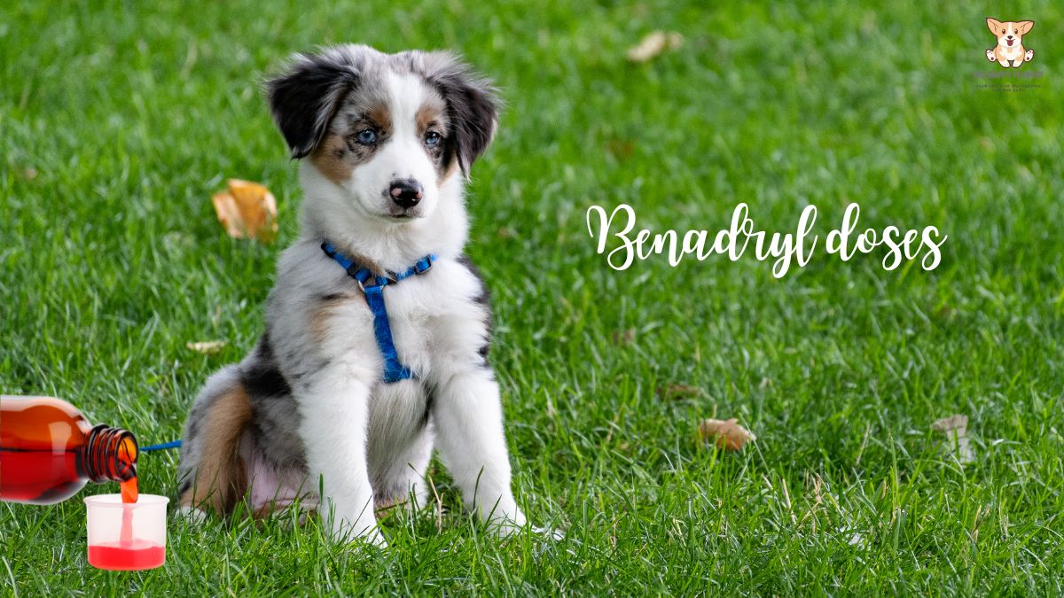 Benadryl doses for dogs a complete guide The Happy Puppers