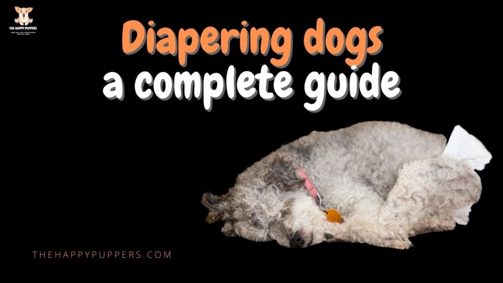 diapering dogs a complete guide