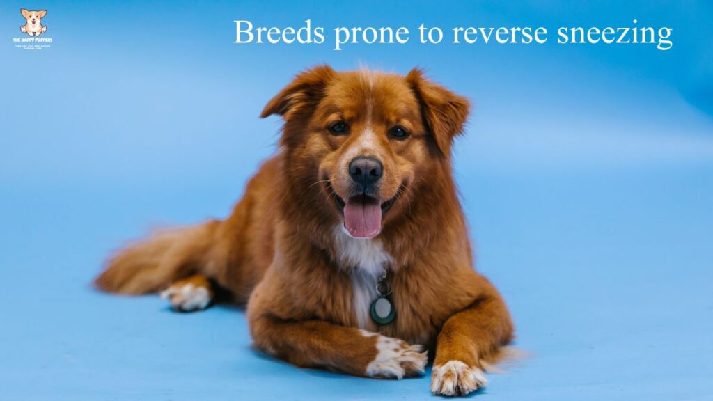 prone breeds