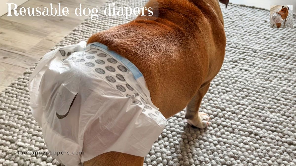 Diapering Dogs a complete guide The Happy Puppers