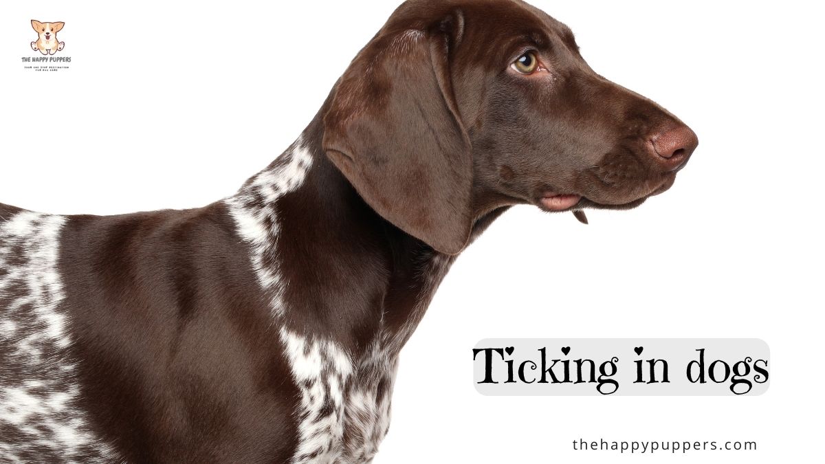 Ticking in dogs a complete guide The Happy Puppers