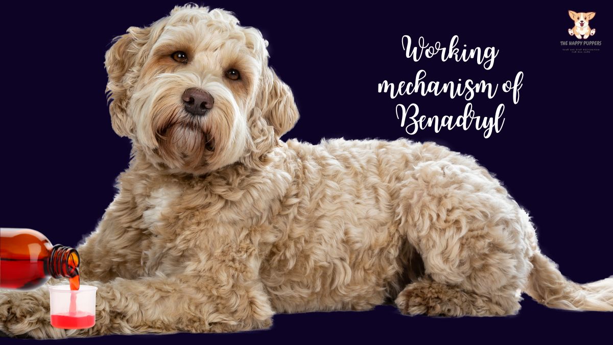 Benadryl doses for dogs guide - The Happy Puppers - Benadryl And Working Dog Memory Loss