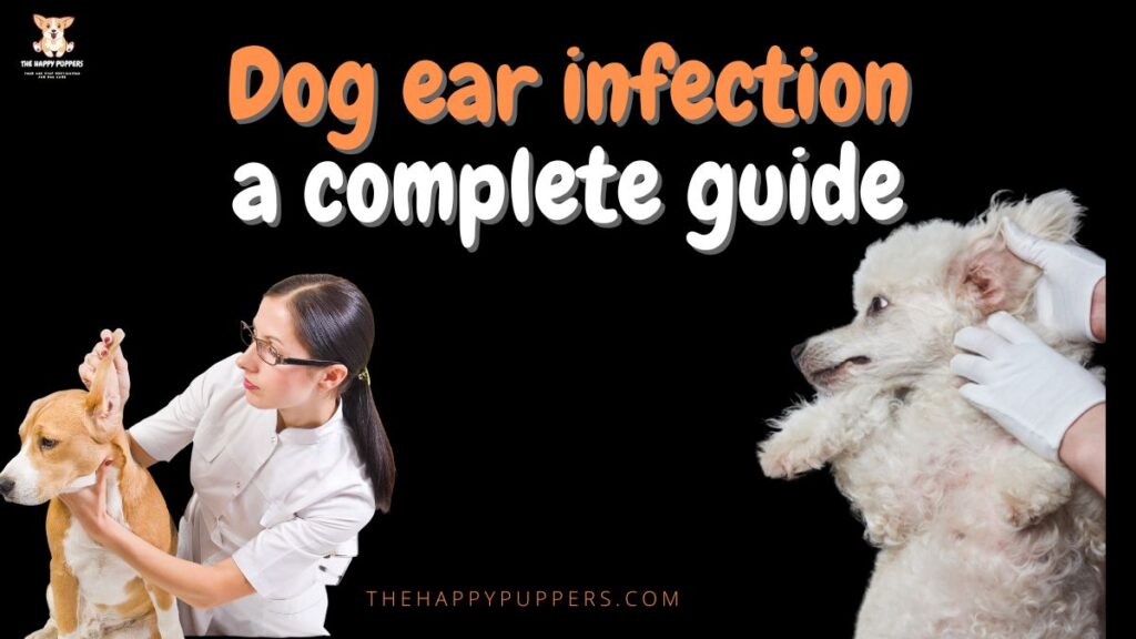 Dog ear infections a complete guide