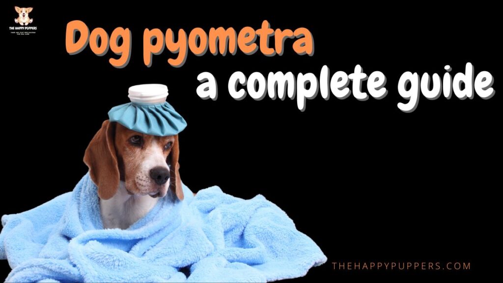 Dog pyometra