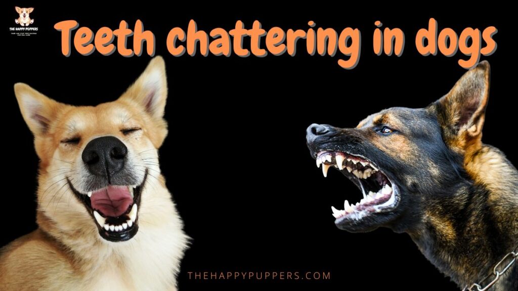 Teeth chattering in dogs