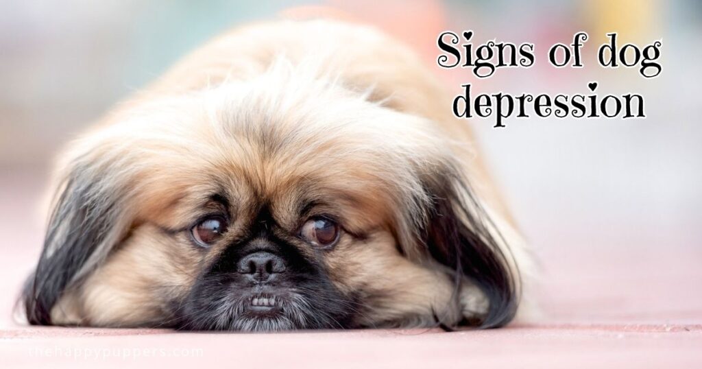 Signs of dog depression