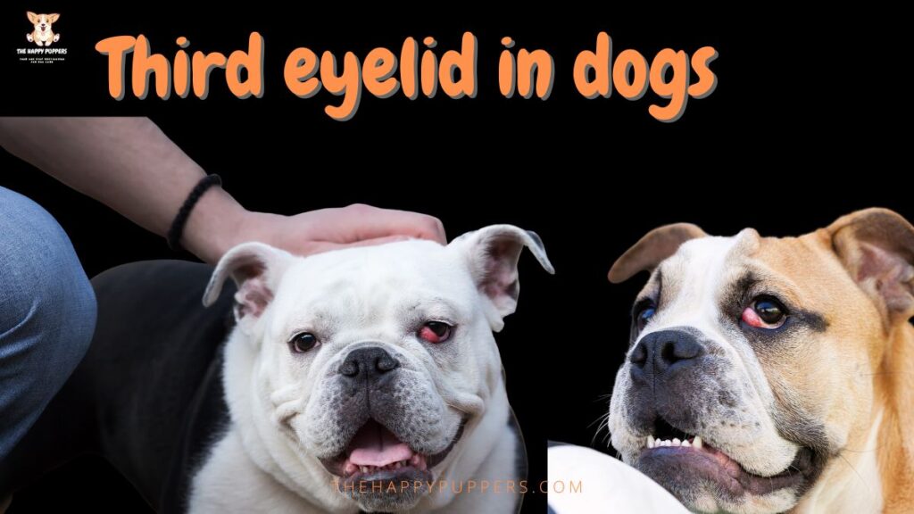 Third eyelid in dogs