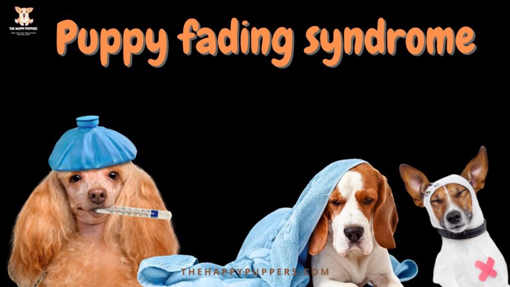 Puppy fading syndrome